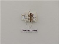 藏品(高砂白天牛)的圖片